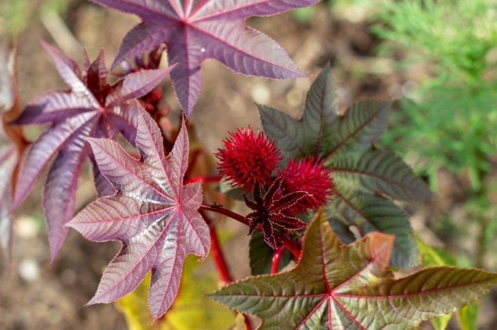 Rącznik pospolity (Ricinus communis)  113089552_m_normal_none