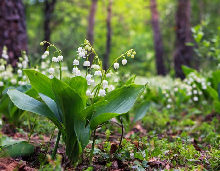 Konwalia majowa (Convallaria majalis) 226599009_m_normal_none