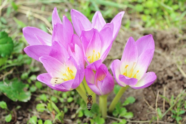 Zimowit jesienny (Colchicum autumnale) 54376057_m_normal_none