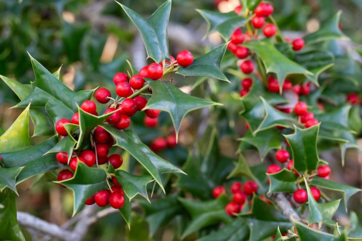 ostrokrzew kolczasty (Ilex aquifolium) 194896020_m_normal_none