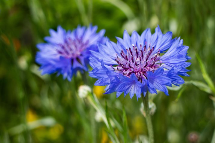 Chaber bławatek (Centaurea cyanus) AdobeStock_171291992