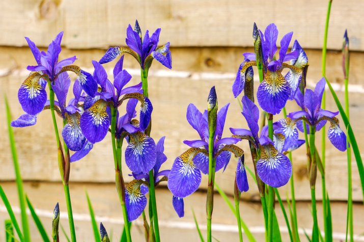 Kosaciec syberyjski/ Irys syberyjski (Iris sibirica) AdobeStock_114904683