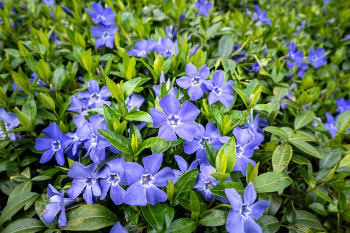 barwinek pospolity (Vinca minor)  AdobeStock_831591470