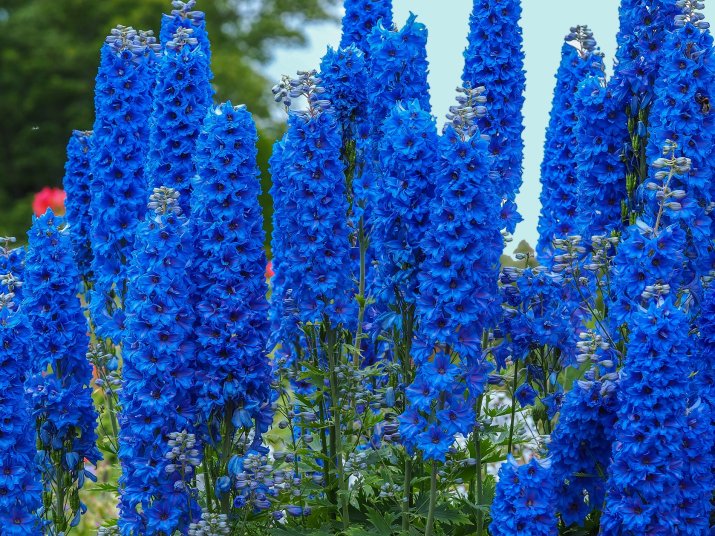 Ostróżka ogrodowa (Delphinium)  AdobeStock_314677171