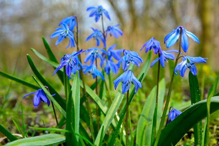 Cebulica syberyjska (Scilla siberica)  AdobeStock_593537572