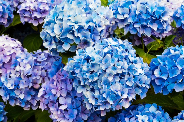 Hortensja ogrodowa (Hydrangea macrophylla) AdobeStock_211406529