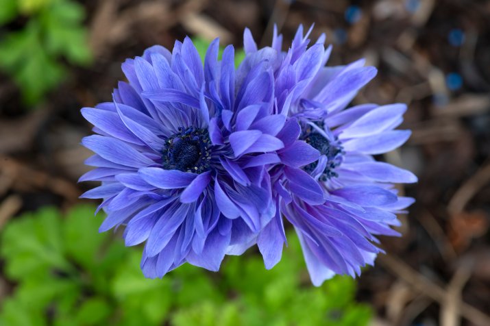 Zawilec 'Lord Lieutenant' (Anemone coronaria 'Lord Lieutenant') AdobeStock_444900691