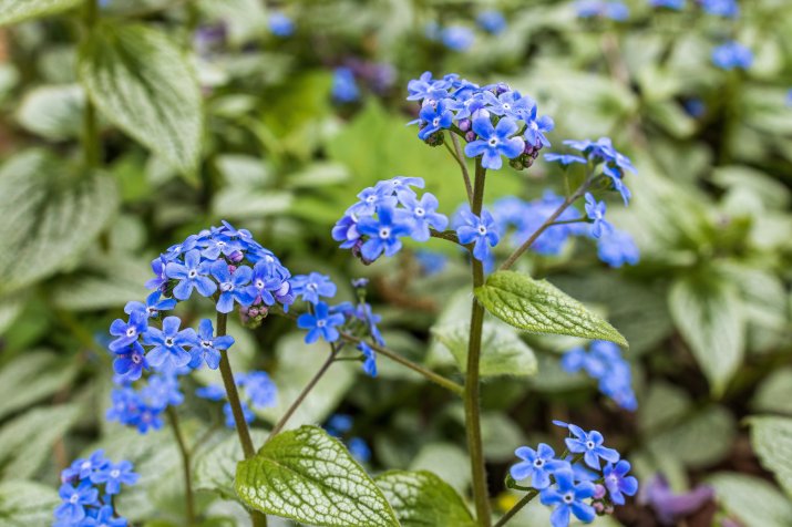 Brunnera wielkolistna (Brunnera macrophylla) AdobeStock_504942550