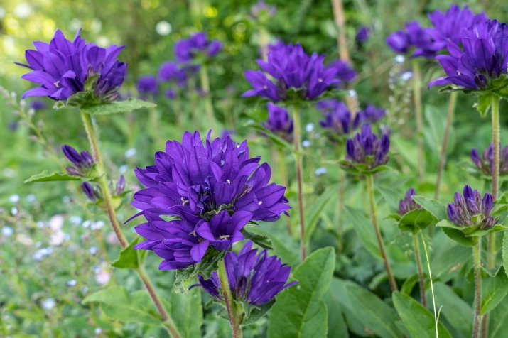 Dzwonek skupiony (Campanula glomerata)  AdobeStock_373622853