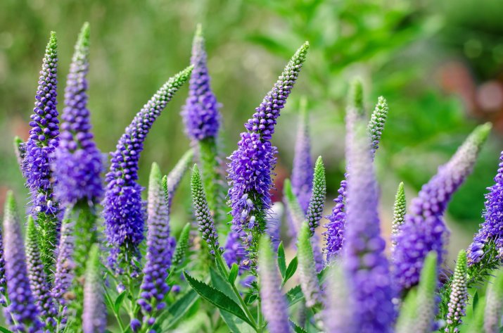 Przetacznik kłosowy (Veronica spicata) AdobeStock_214303872