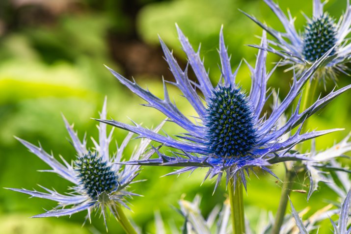 Mikołajek płaskolistny (Eryngium planum)  AdobeStock_514858472