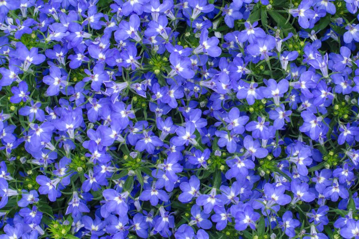 Lobelia przylądkowa (Lobelia erinus)  AdobeStock_110008905