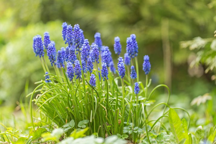 Szafirek (Muscari) AdobeStock_263549574