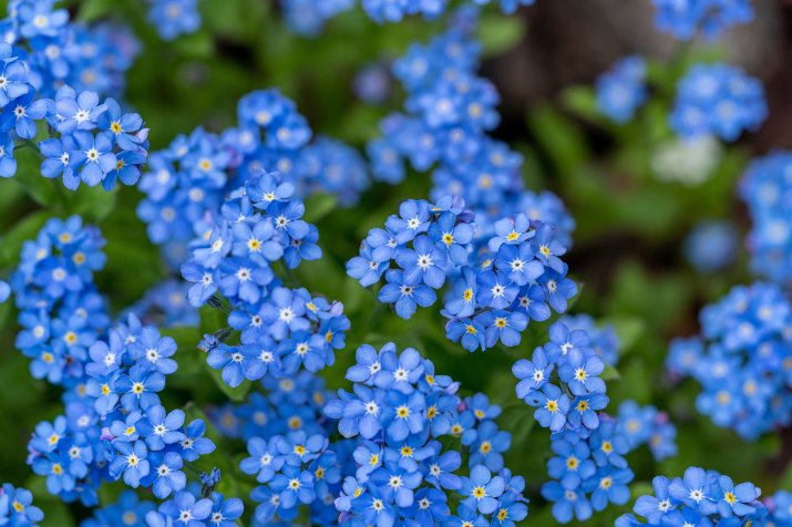 Niezapominajka (Myosotis) AdobeStock_499887057