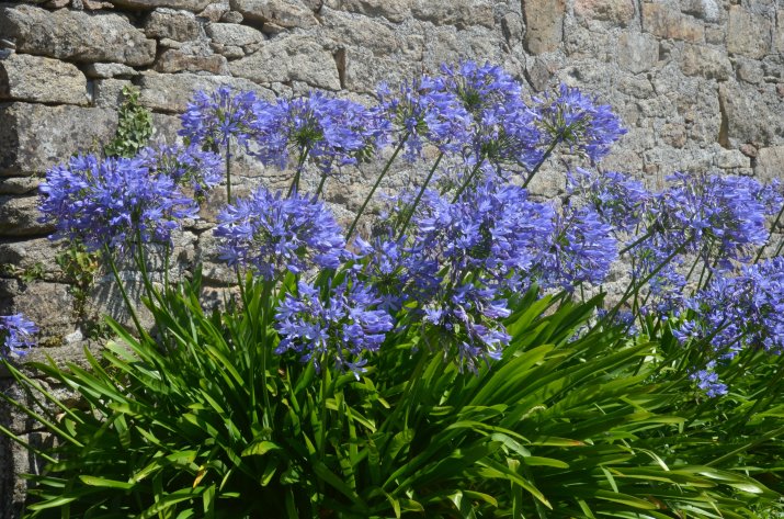 Agapant (Agapanthus)  AdobeStock_390254480