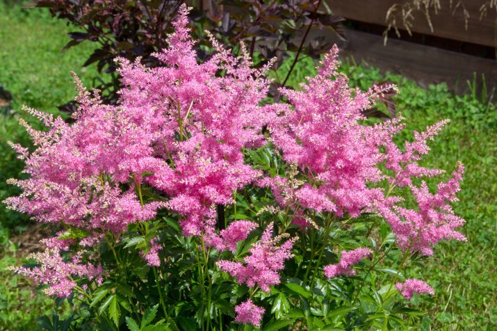 Tawułki (Astilbe) 99583946_m_normal_none