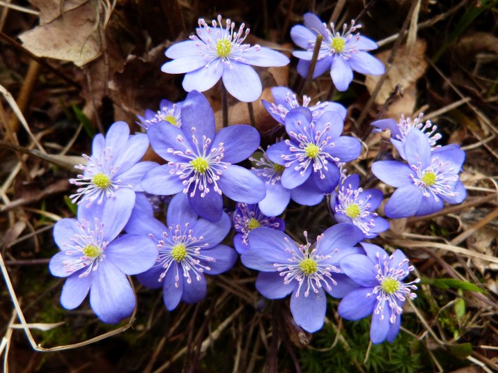 Przylaszczki (Hepatica) 85472578_m_normal_none