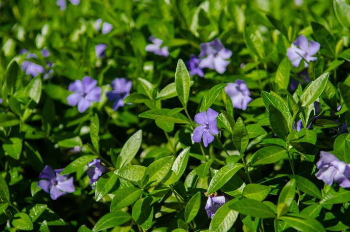 Barwinek (Vinca) 206300368_m_normal_none