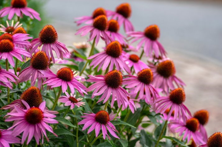 Jeżówka (Echinacea) 149556749_m_normal_none