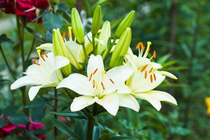 Lilie azjatyckie (Lilium asiaticum) 25275426_m_normal_none