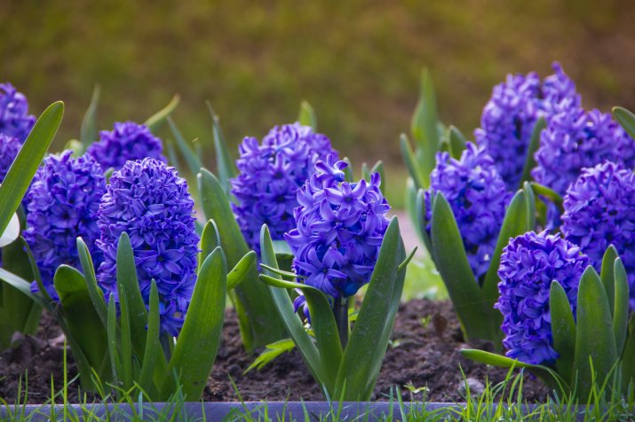 Hiacynty (Hyacinthus orientalis) 121451340_m_normal_none