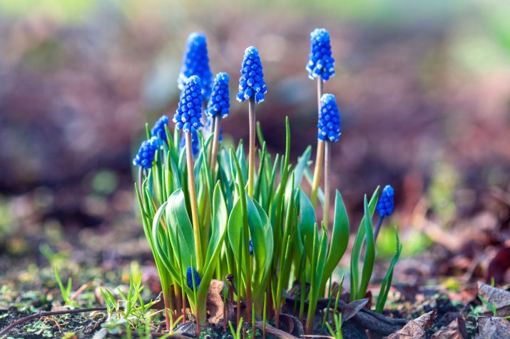 Szafirki (Muscari) 168702158_m_normal_none