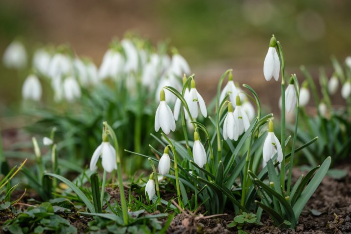 Przebiśniegi (Galanthus) 145811619_m_normal_none