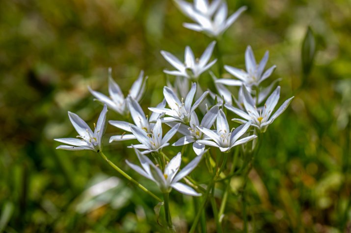 Śniedki (Ornithogalum) 171375041_m_normal_none