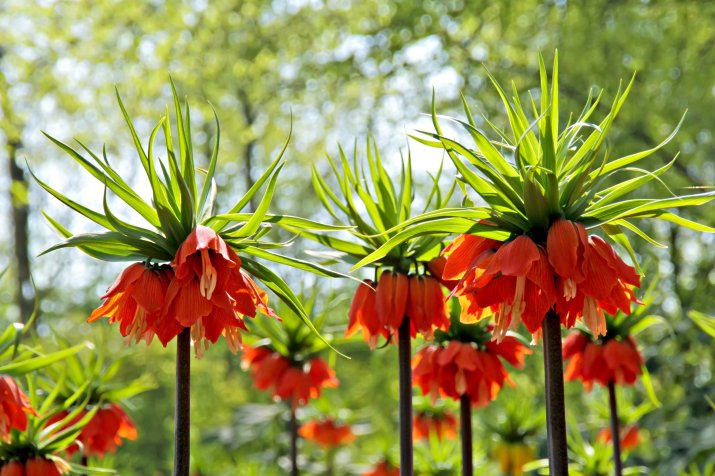 Szachownice cesarskie (łac. Fritillaria imperialis)  17050168_m_normal_none