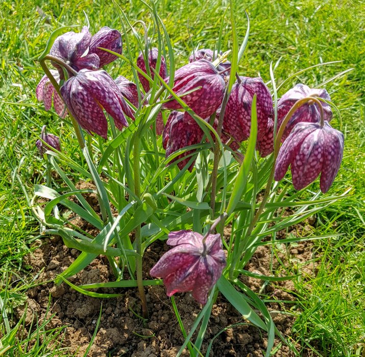 Szachownice kostkowate (łac. Fritillaria meleagris)  121491909_m_normal_none