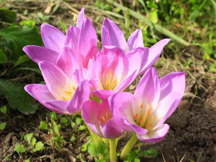 Zimowity (łac. Colchicum) 54376101_m_normal_none