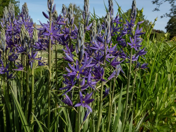 Kamasje (łac. Camassia) 208271140_m_normal_none