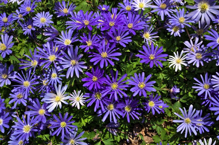 Zawilce greckie (Anemone blanda)  186698554_m_normal_none