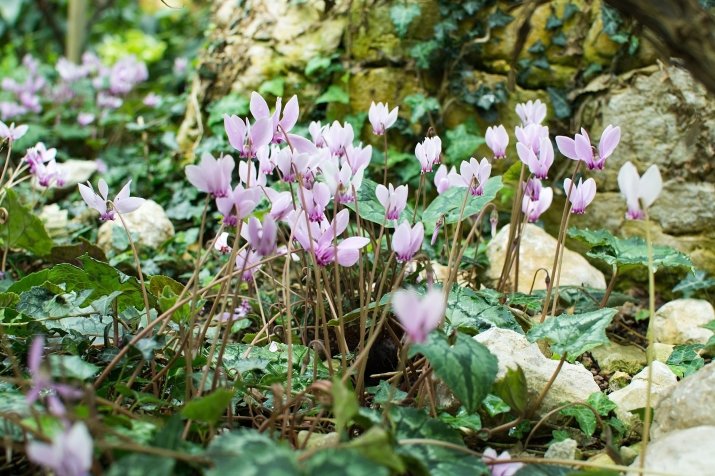 Cyklameny neapolitańskie (Cyclamen hederifolium) 46699082_m_normal_none