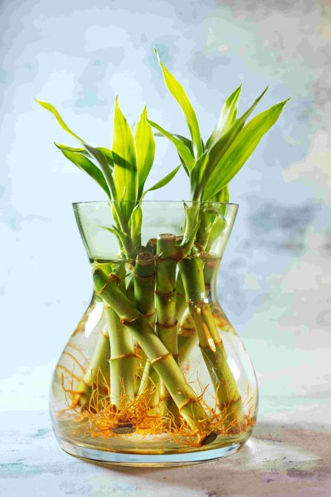 lucky-bamboo-bambus-na-szczęście-549041775