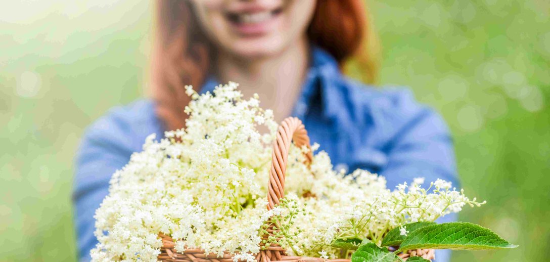 Kwiaty czarnego bzu pomogą zregenerować organizm. Przepis na nalewkę, syrop, odwar, lemoniadę