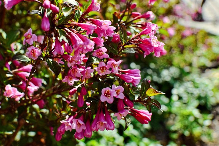 AdobeStock_263489498