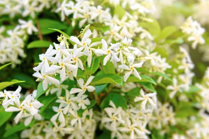 AdobeStock_497379046