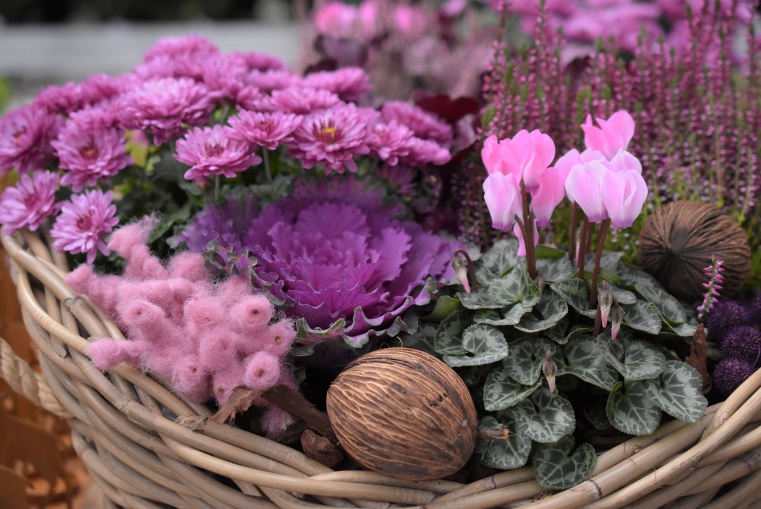 Jak zrobić piękny i trwały stroik z chryzantem na Wszystkich Świętych? Przeczytaj nasz przewodnik
