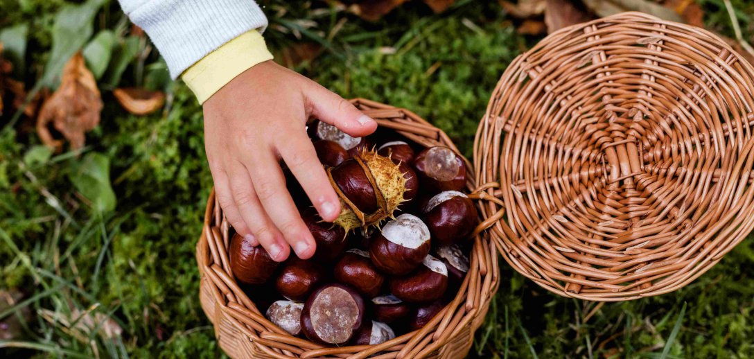 Jesienne kuracje z kasztanów pomogą na obrzęki i obolałe nogi. Jak je zrobić i stosować?