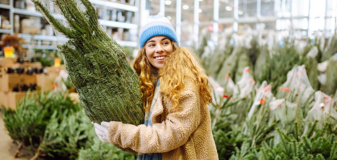 Jakie drzewko na choinkę jest najlepsze – sosna, jodła czy świerk?