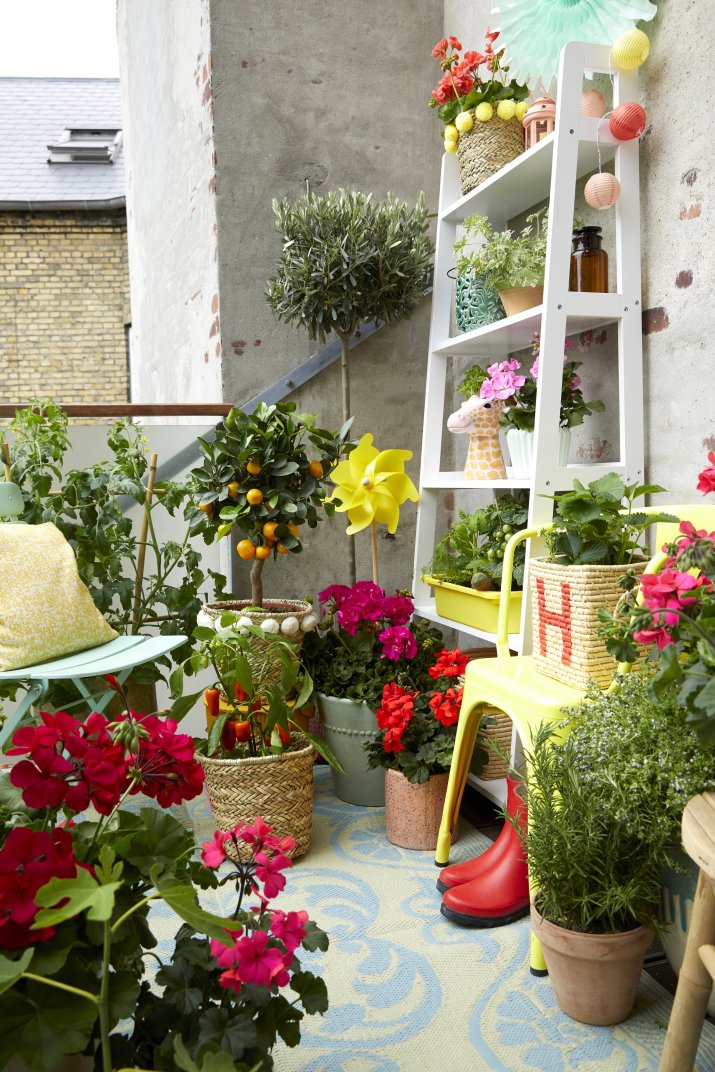 2020_Geraniums_3000_Dazzling_Geraniums_03