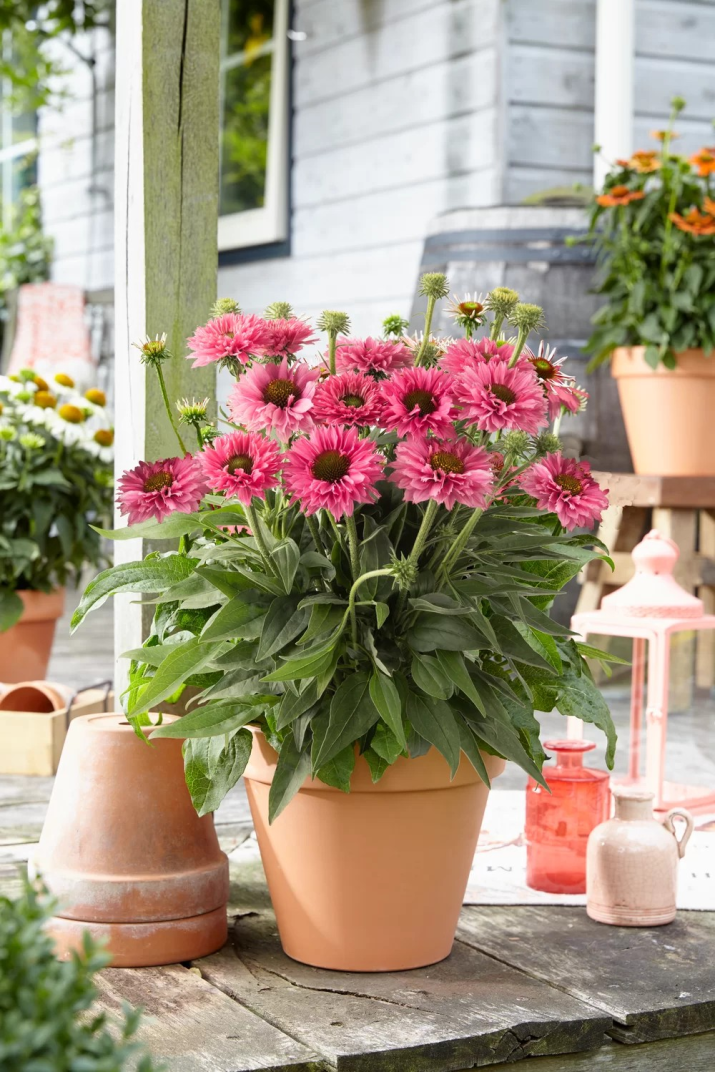 JEŻÓWKA 'BOLERO PINK'