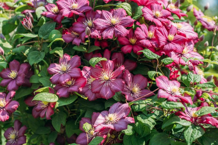 POWOJNIK 'STRAWBERRY FIELDS'